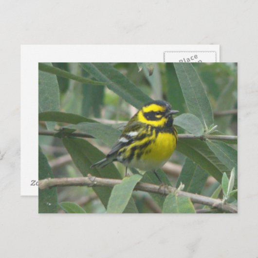 Het briefkaart van de Grasmus van Townsend (Voorkant / Achterkant)