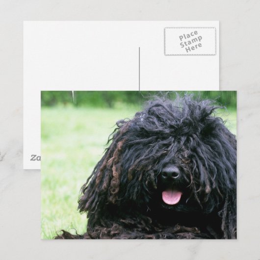 Het Briefkaart van de Hond van Puli (Voorkant / Achterkant)