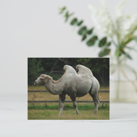 Het briefkaart van de kameel (Staand voorkant)