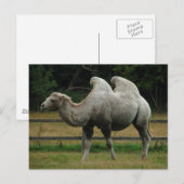 Het briefkaart van de kameel (Voorkant / Achterkant)