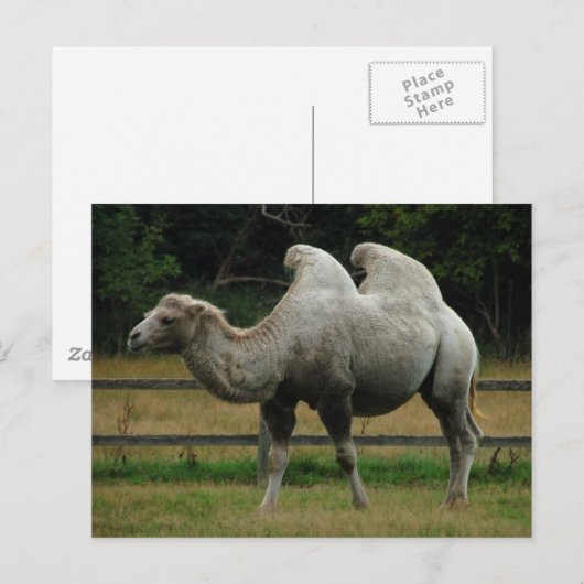 Het briefkaart van de kameel (Voorkant / Achterkant)