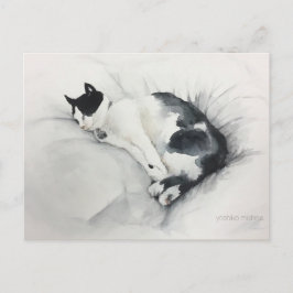 Het briefkaart van de kat