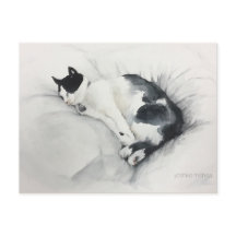 Het briefkaart van de kat