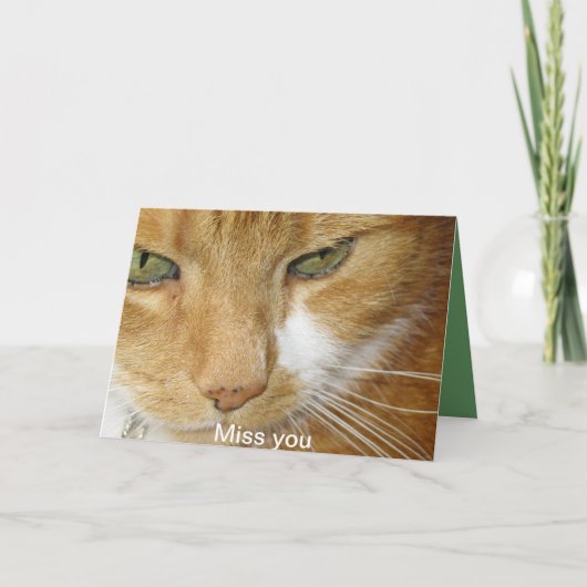 Het briefkaart van de kat (Voorkant)