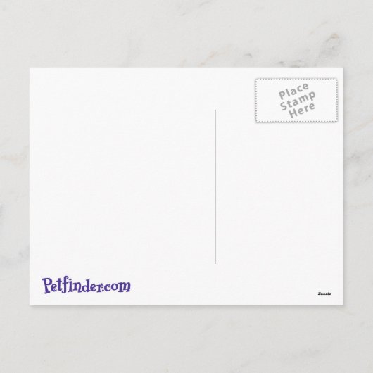 Het Briefkaart van de Katten van de vakantie (Achterkant)