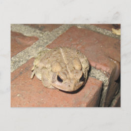 Het Briefkaart van de Kikker van de pad