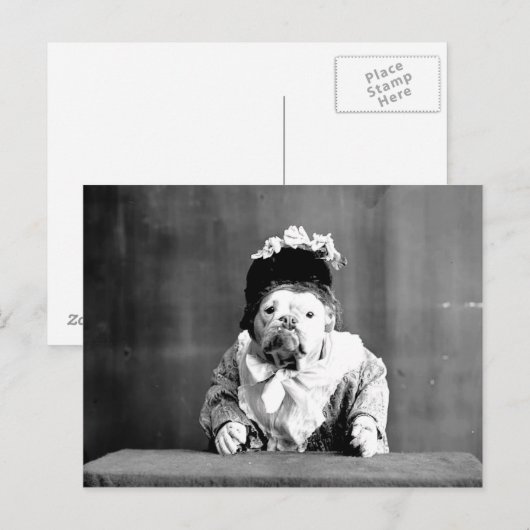 Het Briefkaart van de koningin Bulldog (Voorkant / Achterkant)