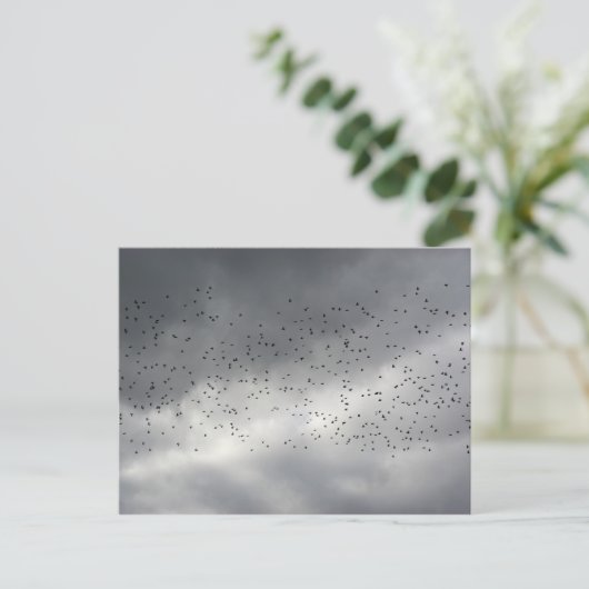 Het Briefkaart van de kudde (Staand voorkant)