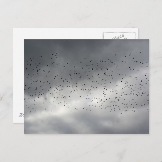 Het Briefkaart van de kudde (Voorkant / Achterkant)