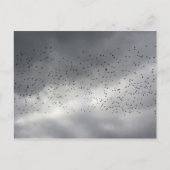 Het Briefkaart van de kudde (Voorkant)