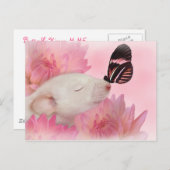 Het Briefkaart van de Kussen van de vlinder (Voorkant / Achterkant)