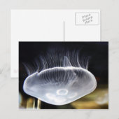 Het Briefkaart van de Kwallen van de maan (Voorkant / Achterkant)
