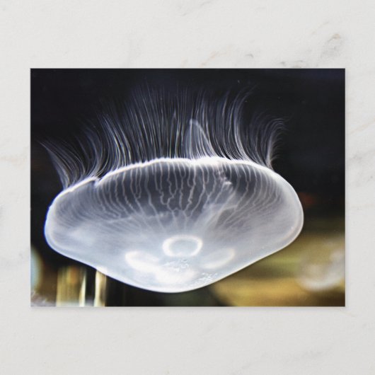 Het Briefkaart van de Kwallen van de maan (Voorkant)