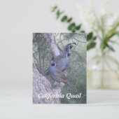 Het Briefkaart van de Kwartels van Californië (Staand voorkant)
