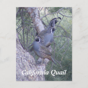 Het Briefkaart van de Kwartels van Californië