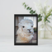 Het Briefkaart van de lama (Staand voorkant)