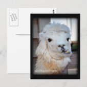 Het Briefkaart van de lama (Voorkant / Achterkant)