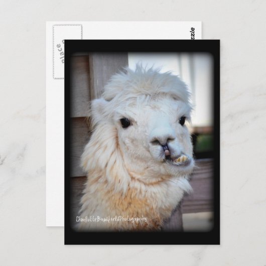 Het Briefkaart van de lama (Voorkant / Achterkant)