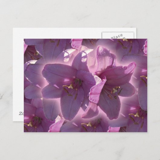 Het Briefkaart van de lelie (Voorkant / Achterkant)