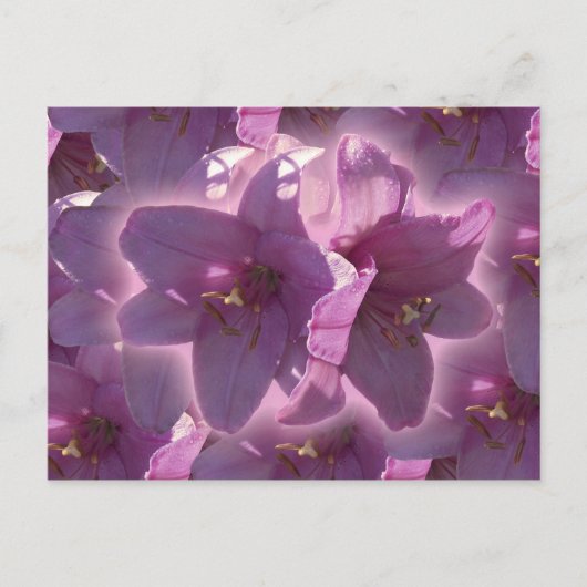 Het Briefkaart van de lelie (Voorkant)