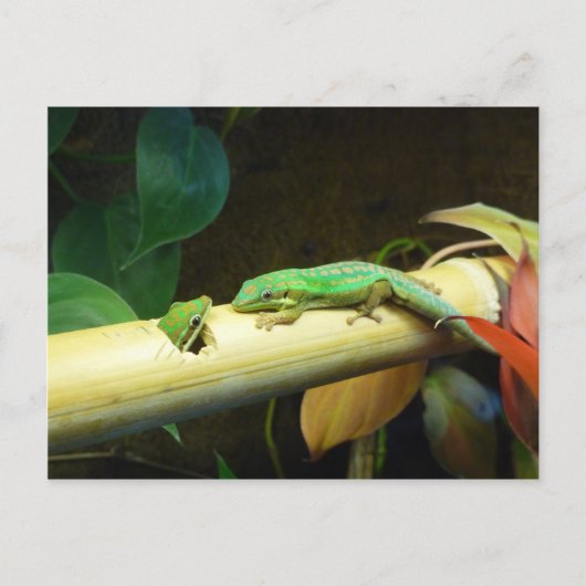Het Briefkaart van de Liefde van de gekko (Voorkant)