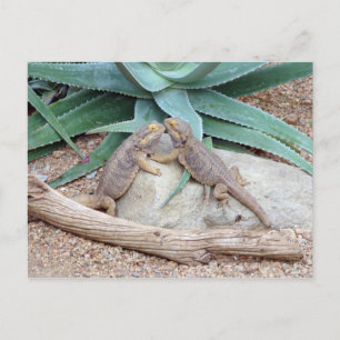 Het Briefkaart van de liefde you_Reptiles