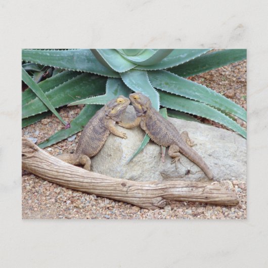 Het Briefkaart van de liefde you_Reptiles (Voorkant)
