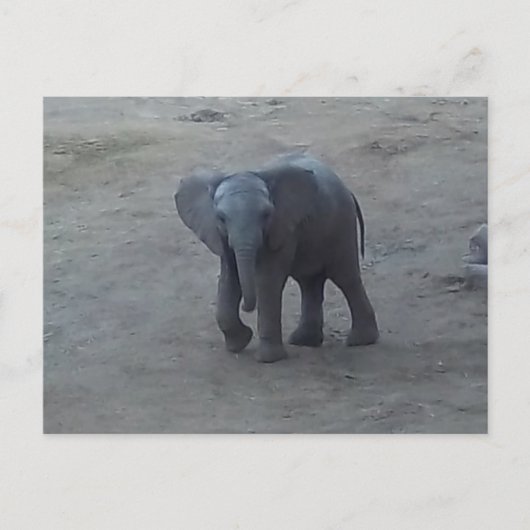 Het Briefkaart van de Olifant van het baby - door (Voorkant)
