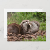 Het Briefkaart van de otter (Voorkant / Achterkant)