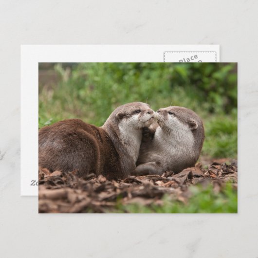 Het Briefkaart van de otter (Voorkant / Achterkant)