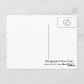 Het Briefkaart van de paardebloem (Achterkant)