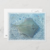 Het Briefkaart van de Pijlstaartrog van het Zoet (Voorkant / Achterkant)