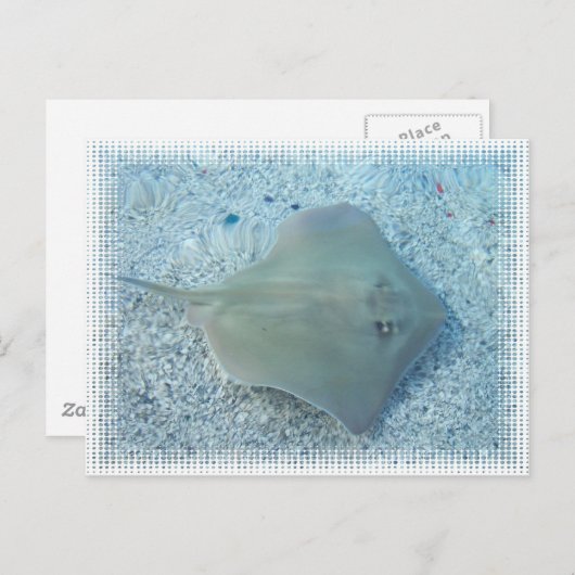 Het Briefkaart van de Pijlstaartrog van het Zoet (Voorkant / Achterkant)