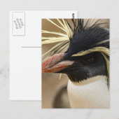 Het Briefkaart van de Pinguïn van Rockhopper (Voorkant / Achterkant)