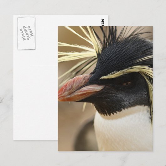 Het Briefkaart van de Pinguïn van Rockhopper (Voorkant / Achterkant)