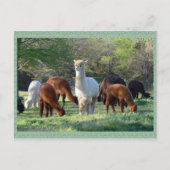 Het Briefkaart van de Schoonheid van de Ar van de (Voorkant)