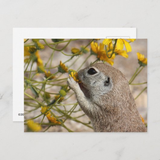 Het Briefkaart van de Snack van Wildflower (Voorkant / Achterkant)