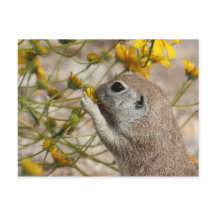 Het Briefkaart van de Snack van Wildflower