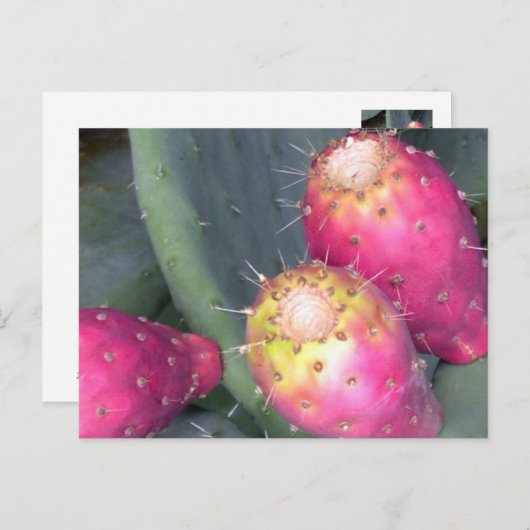 Het Briefkaart van de stekelige Peer (Voorkant / Achterkant)