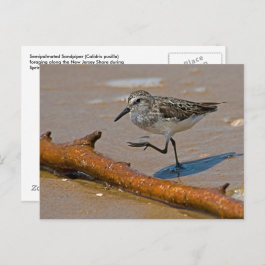 Het Briefkaart van de strandloper (Voorkant / Achterkant)