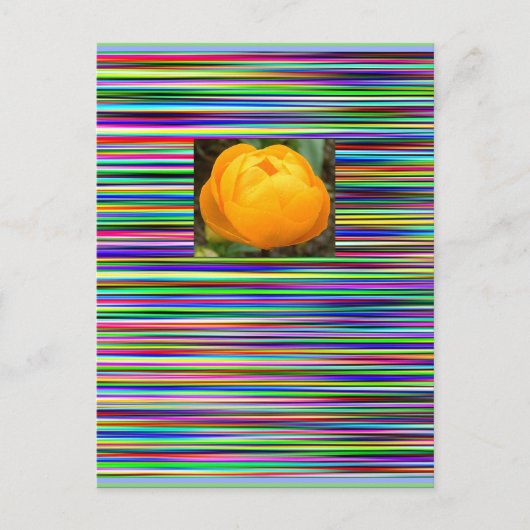 Het BRIEFKAART van de TULP van de Strepen van het (Voorkant)