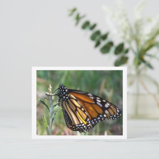 Het Briefkaart van de vlinder (Staand voorkant)
