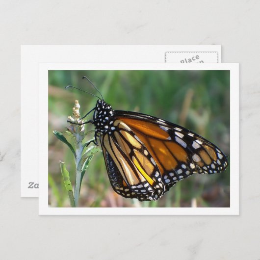 Het Briefkaart van de vlinder (Voorkant / Achterkant)