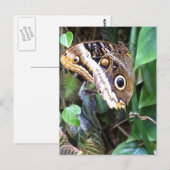 Het briefkaart van de vlinder (Voorkant / Achterkant)