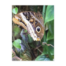 Het briefkaart van de vlinder