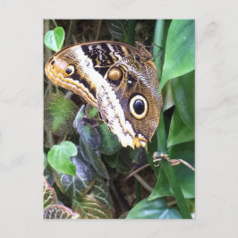 Het briefkaart van de vlinder