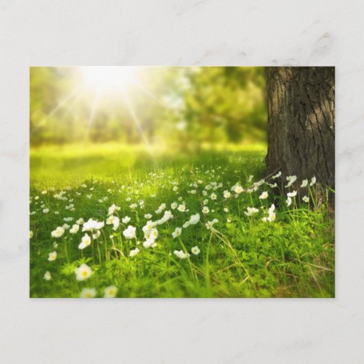 Het Briefkaart van de Weide van de bloem (Voorkant)