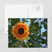 Het Briefkaart van de zonnebloem (Voorkant / Achterkant)