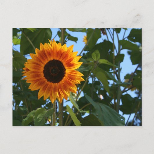 Het Briefkaart van de zonnebloem (Voorkant)