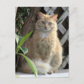 Het Briefkaart van de zwerfkat (Voorkant)